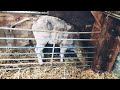 Calf Rearing. Tips and Tricks