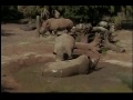 Rhinos in mud