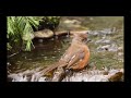 A female Eastern Towhee taking a bath at The Nut House - Backyard Birds