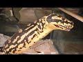 PYTHON EATS LIVE MOUSE