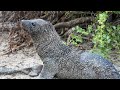 Galápagos Islands | Best Places to Visit | Santa Fé Island [No Talking]【エクアドル サンタ•フェ島 ガラパゴス諸島】