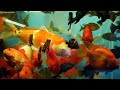 3 HOURS of 4K Underwater Wonders + Relaxing Music - The Best 4K Sea Animals for Relaxation