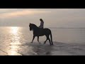 Самые красивые лошади в мире - вороные фризские скакуны (Friesian horses!)