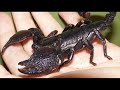 दुनिया के सबसे जहरीले बिच्छू| Most Poisonous and Dangerous Scorpion in the World|Scorpions|Rahasya