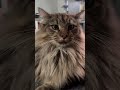 Beautiful kitty purrs happy because owner is home from work