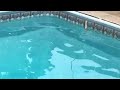 jointed bait swim test