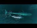 Largest Animal On The Planet | Blue Whale | Monterey bay, California