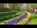 Keukenhof Tulip Gardens (Amsterdam, Holland)