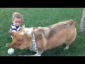 Corgi playing catch with baby