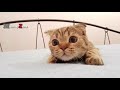 Top 10 Funny Cat Videos - Funny Cats 2017