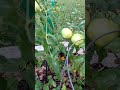 Rutgers tomato/zone 9b
