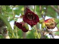 South Africa's Winged Wonders: A Video Montage