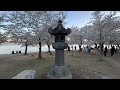 A cherry blossom WONDERLAND in Washington DC!