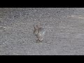 Rabbit Running In Super Slow Motion | June 8, 2024