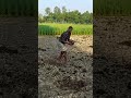 জৈব সার প্রয়োগ করা || Organic fertiliser apply@oxigenagrobusiness