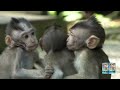 Kiditor | Funny Monkey and Baby monkey | Funny monkey compilation🐒 | funny monkey videos for kids🐒