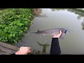 Extreme carp fishing. Monster coming on my rod !