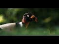 THIS IS PURA VIDA | Costa Rica Cinematic Video