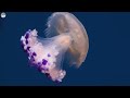Stunning 4K Underwater Wonders - Beautiful Relaxing Coral Reef Fish With Healing Music