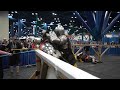 DAVID VS GOLIATH - Full Steel Combat at Comicpalooza - Saturday 1st Show BUHURT / ARMORED COMBAT