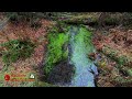 Hoh Rain Forest and Hike of the Hall of Mosses Trail