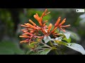 How did this man create a Forest in the middle of Bangalore City?