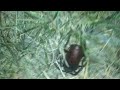 Big Beetle part 2