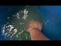 Insane feeding on the 300 gallon predator tank