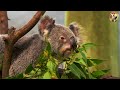 Bustling Animal Sounds: Sika Deer, Hippo, Elephant, Puppy, Panda, Lynx, Leopard - Animal Videos