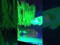 My Aquarium Ride, Ocean Adventure, explained and nighttime pov