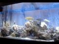 african cichlid set up