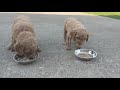 Pippi & Buddy's puppies at 4 weeks & 5 days old, first solid food