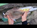 NZ Wharf Fishing with Livebait