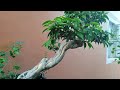 A Little Enhancement On My Ficus Benjamina Bonsai [w/ English Subtitles]