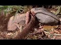 King cobra vs boa ( king cobra vs python ) 킹코브라 vs 보아뱀 ‼️snake video