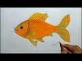Fish drawing step by step.