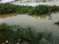 FLOOD IN SAKHIGOPAL2.3gp