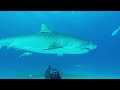 Tiger shark Dive at Tiger Beach in Grand Bahama, Bahamas