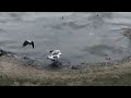 Gull eating pigeon near the River Tiber