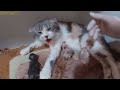 Cat Giving Birth: Cat Gives Birth To 5  Kittens - Part 1