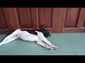 Funny Dogs And Cats Videos 2024 😅 - Best Funniest Animal Videos Of The week🐕🐈