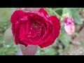 Surah Yaseen 🌹🥀 Surah Rahman 🌹🥀 Surah Mulk 🌹🥀 Surah Waqiah Beautiful Voice 🌹🥀 Heart Soothing