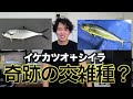 [No. 20] Catching Super Rare Fish While Freediving