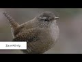 Gartenvögel und ihr Gesang | Vogelstimmen lernen