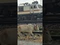 train V's cow,#train ,#cow ,cow V's train 🚆#shorts