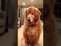 Golden Retriever Howling