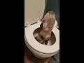 cat special: my cat drinks out of the toilet