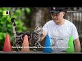 Skateboarding cat in China breaks Guinness world record