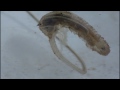 Rat Tailed Maggot with Parasite