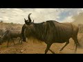 Young wildebeest and mother leap from cliff edge 😲 - BBC
